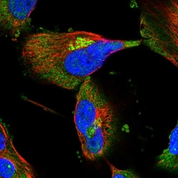 Invitrogen SHIP2 Polyclonal Antibody 100 &mu;L; Unconjugated:Antibodies,