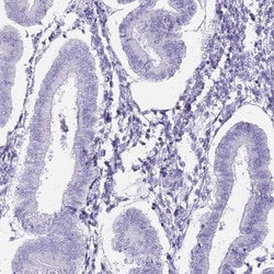 Invitrogen DDX4 Polyclonal Antibody 100 &mu;L; Unconjugated:Antibodies,