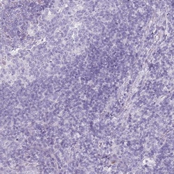 Invitrogen DDX4 Polyclonal Antibody 100 &mu;L; Unconjugated:Antibodies,