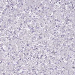 Invitrogen DDX4 Polyclonal Antibody 100 &mu;L; Unconjugated:Antibodies,