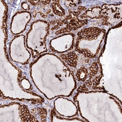 Invitrogen POGLUT1 Polyclonal Antibody 100 &mu;L; Unconjugated:Antibodies,