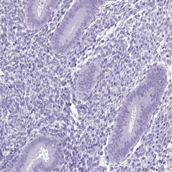 Invitrogen SPATA16 Polyclonal Antibody 100 &mu;L; Unconjugated:Antibodies,