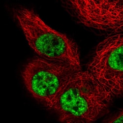 Invitrogen PRP19 Polyclonal Antibody 100 &mu;L; Unconjugated:Antibodies,