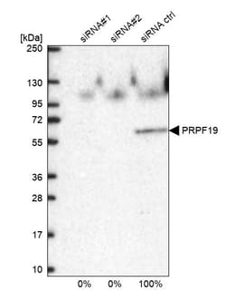 Invitrogen PRP19 Polyclonal Antibody 100 &mu;L | Buy Online | Invitrogen&trade; | Fisher Scientific