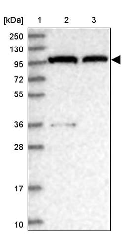 Invitrogen CAS Polyclonal Antibody 100 &mu;L | Buy Online | Invitrogen&trade; | Fisher Scientific