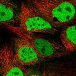 Invitrogen CAS Polyclonal Antibody 100 &mu;L; Unconjugated:Antibodies,