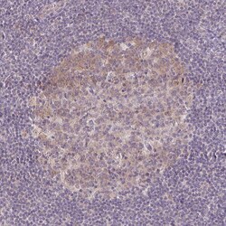 Invitrogen CAS Polyclonal Antibody 100 &mu;L; Unconjugated:Antibodies,