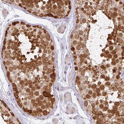 Invitrogen CAS Polyclonal Antibody 100 &mu;L; Unconjugated:Antibodies,