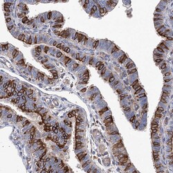 Invitrogen STING Polyclonal Antibody 100 &mu;L; Unconjugated:Antibodies,