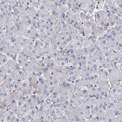 Invitrogen STING Polyclonal Antibody 100 &mu;L; Unconjugated:Antibodies,