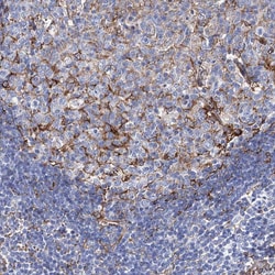 Invitrogen STING Polyclonal Antibody 100 &mu;L; Unconjugated:Antibodies,