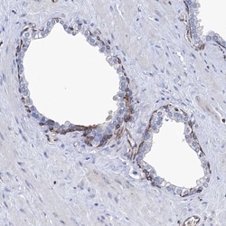 Invitrogen STING Polyclonal Antibody 100 &mu;L; Unconjugated:Antibodies,