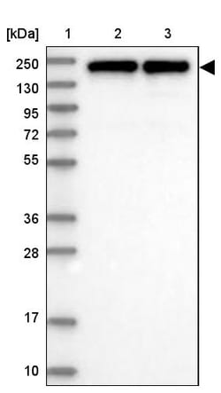 Invitrogen eIF3a Polyclonal Antibody 100 &mu;L; Unconjugated:Antibodies,