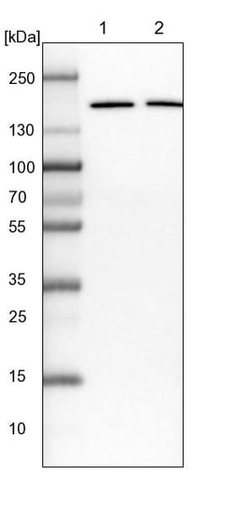 Invitrogen eIF3a Polyclonal Antibody 100 &mu;L; Unconjugated:Antibodies,
