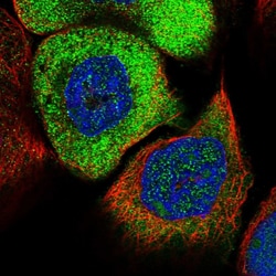 Invitrogen eIF3a Polyclonal Antibody 100 &mu;L; Unconjugated:Antibodies,