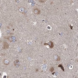 Invitrogen eIF3a Polyclonal Antibody 100 &mu;L; Unconjugated:Antibodies,