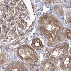 Invitrogen eIF3a Polyclonal Antibody 100 &mu;L; Unconjugated:Antibodies,
