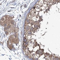 Invitrogen eIF3a Polyclonal Antibody 100 &mu;L; Unconjugated:Antibodies,