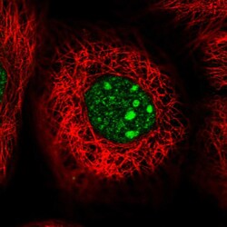 Invitrogen WDR74 Polyclonal Antibody 100 &mu;L; Unconjugated:Antibodies,