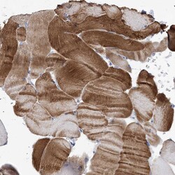 Invitrogen WDR74 Polyclonal Antibody 100 &mu;L; Unconjugated:Antibodies,