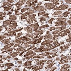 Invitrogen PDHX Polyclonal Antibody 100 &mu;L; Unconjugated:Antibodies,