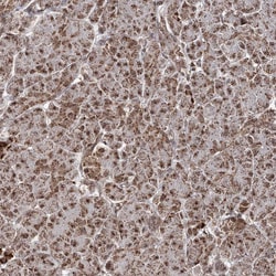 Invitrogen PDHX Polyclonal Antibody 100 &mu;L; Unconjugated:Antibodies,