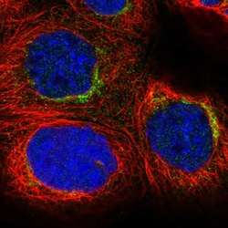 Invitrogen Syntaxin 6 Polyclonal Antibody 100 &mu;L; Unconjugated:Antibodies,