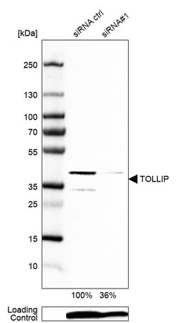 Invitrogen TOLLIP Polyclonal Antibody 100 &mu;L | Buy Online | Invitrogen&trade; | Fisher Scientific
