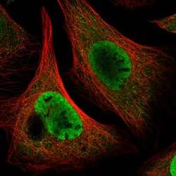 Invitrogen p23 Polyclonal Antibody 100 &mu;L; Unconjugated:Antibodies,