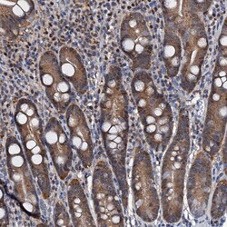 Invitrogen p23 Polyclonal Antibody 100 &mu;L; Unconjugated:Antibodies,