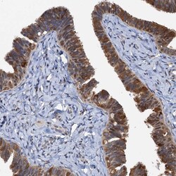 Invitrogen p23 Polyclonal Antibody 100 &mu;L; Unconjugated:Antibodies,