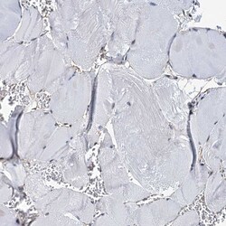 Invitrogen p23 Polyclonal Antibody 100 &mu;L; Unconjugated:Antibodies,