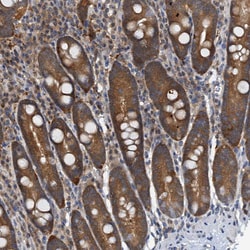 Invitrogen p23 Polyclonal Antibody 100 &mu;L; Unconjugated:Antibodies,