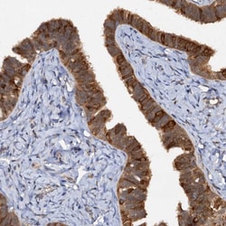 Invitrogen p23 Polyclonal Antibody 100 &mu;L; Unconjugated:Antibodies,