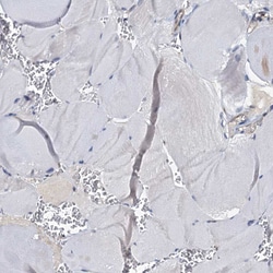 Invitrogen p23 Polyclonal Antibody 100 &mu;L; Unconjugated:Antibodies,