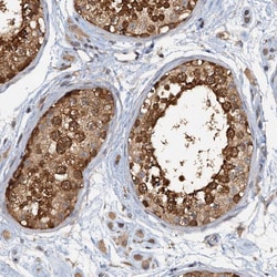 Invitrogen p23 Polyclonal Antibody 100 &mu;L; Unconjugated:Antibodies,
