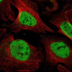 Invitrogen UNC93B1 Polyclonal Antibody 100 &mu;L; Unconjugated:Antibodies,