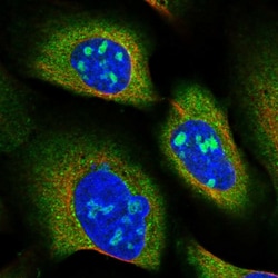 Invitrogen SNX15 Polyclonal Antibody 100 &mu;L; Unconjugated:Antibodies,