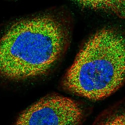 Invitrogen MARK4 Polyclonal Antibody 100 &mu;L; Unconjugated:Antibodies,