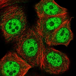Invitrogen PLCB3 Polyclonal Antibody 100 &mu;L; Unconjugated:Antibodies,