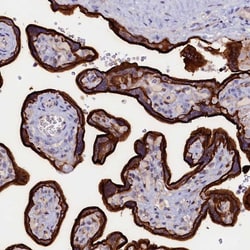 Invitrogen PACSIN3 Polyclonal Antibody 100 &mu;L; Unconjugated:Antibodies,