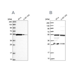 Invitrogen PACSIN3 Polyclonal Antibody 100 &mu;L; Unconjugated:Antibodies,