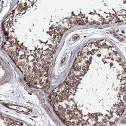 Invitrogen KIAA1524 Polyclonal Antibody 100 &mu;L; Unconjugated:Antibodies,