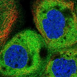 KIAA1524 Polyclonal Antibody, Invitrogen 100 &mu;L; Unconjugated:Antibodies,