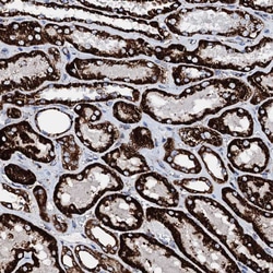 Invitrogen HADH Polyclonal Antibody 100 &mu;L; Unconjugated:Antibodies,