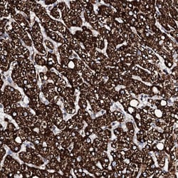 Invitrogen HADH Polyclonal Antibody 100 &mu;L; Unconjugated:Antibodies,