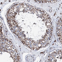 Invitrogen HADH Polyclonal Antibody 100 &mu;L; Unconjugated:Antibodies,