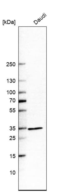 Invitrogen HADH Polyclonal Antibody 100 &mu;L; Unconjugated:Antibodies,