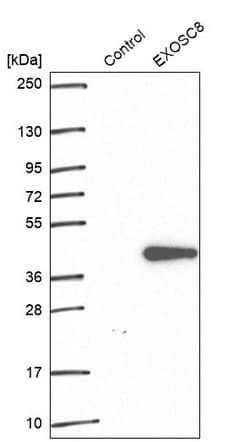 Invitrogen EXOSC8 Polyclonal Antibody 100 &mu;L; Unconjugated:Antibodies,