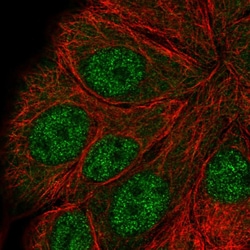 Invitrogen APC5 Polyclonal Antibody 100 &mu;L; Unconjugated:Antibodies,